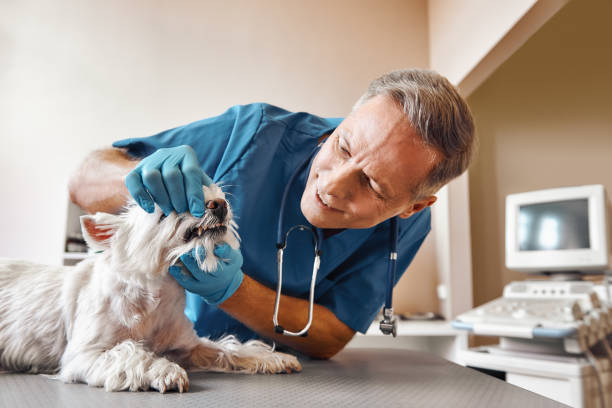 Best Weekend Emergency Dentist in West Fairview, PA